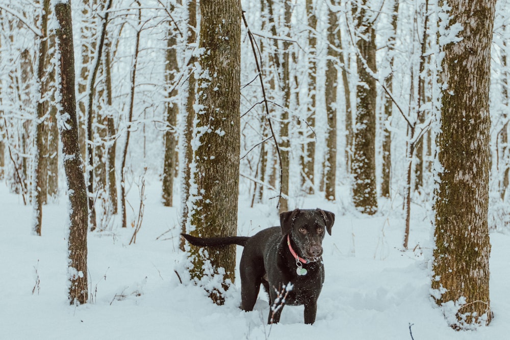 black labrador retriever on snow covered ground