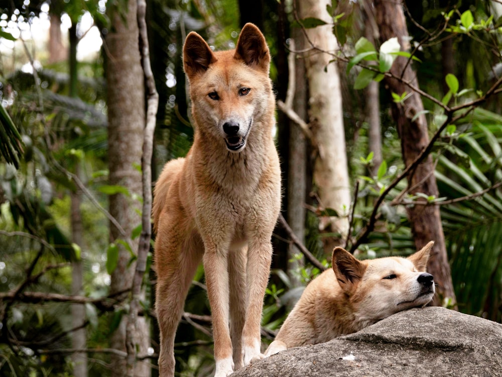 낮 동안 숲에 서 있는 갈색과 흰색 짧은 코팅 개
