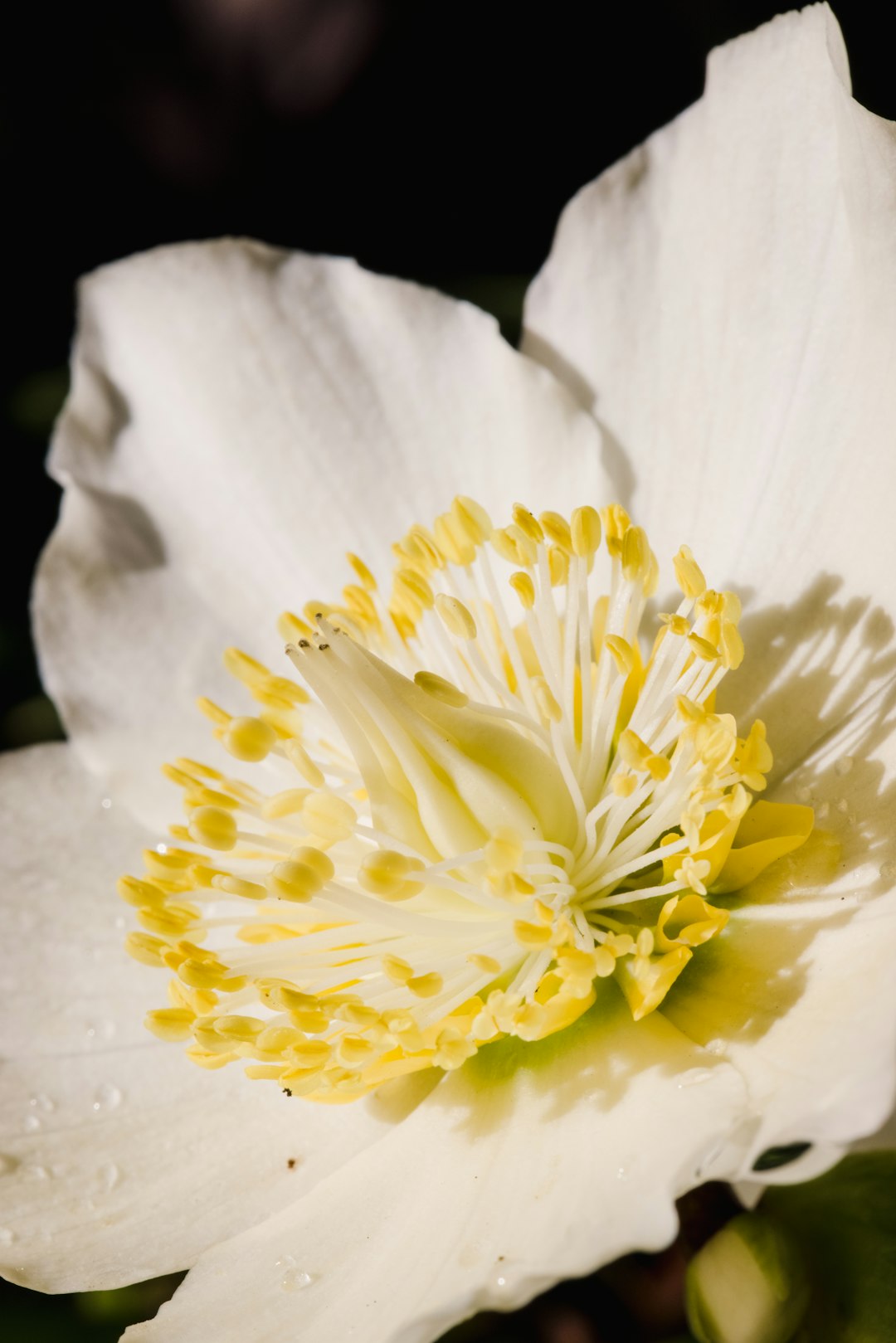 white and yellow flower in close up photography