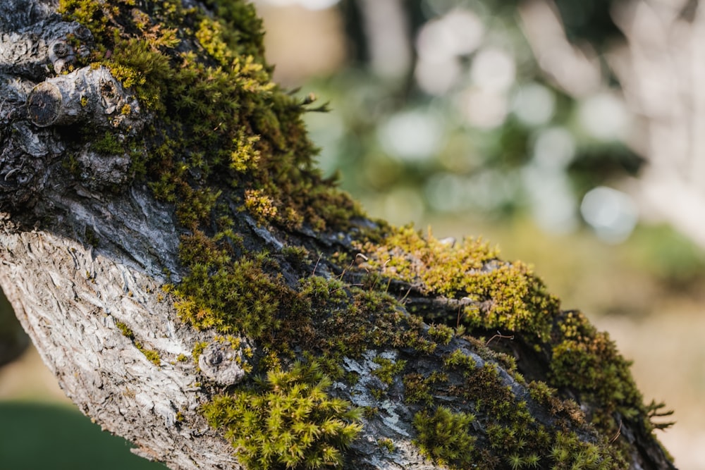 green moss on gray tree trunk