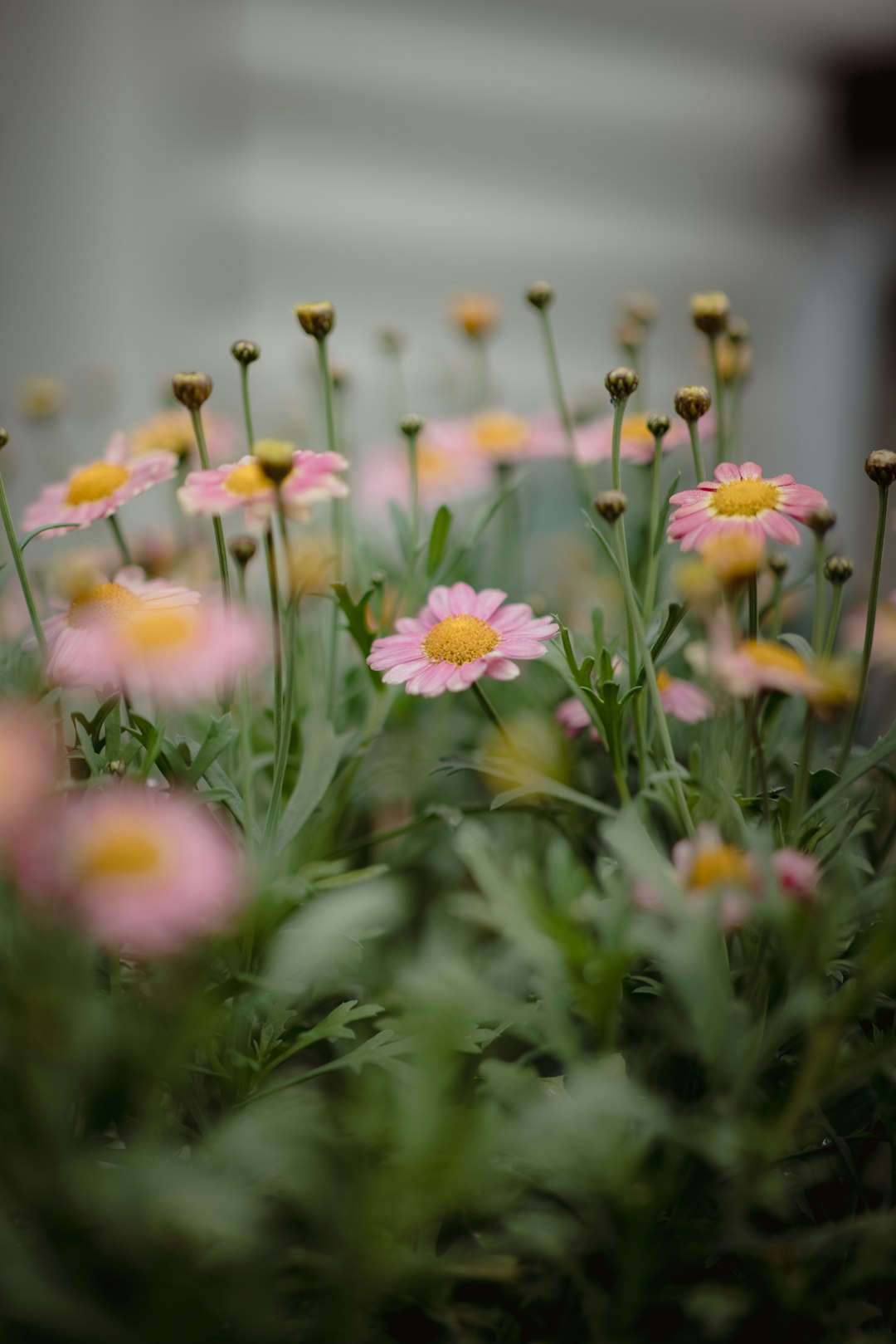 pink and yellow flowers in tilt shift lens