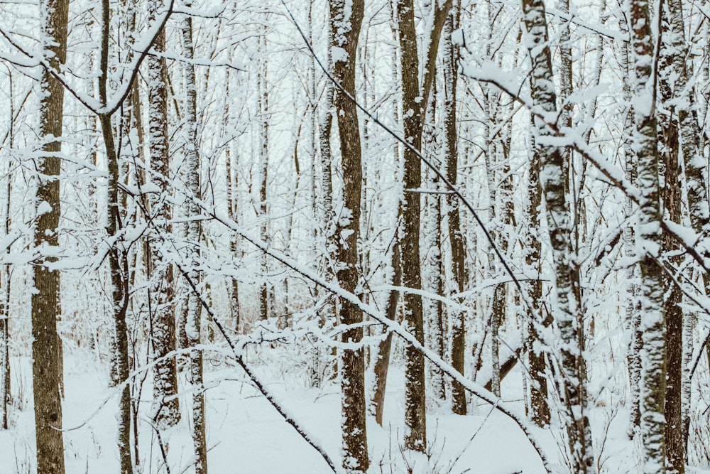 snow covered trees during daytime