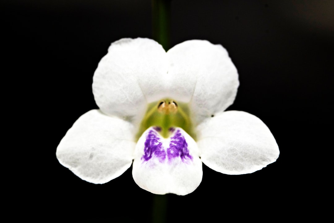 white moth orchid in bloom