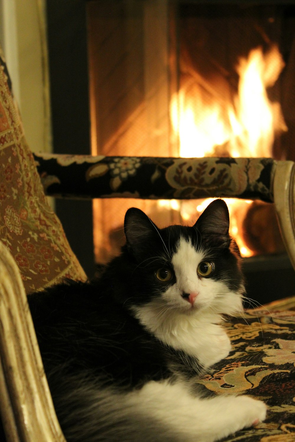 tuxedo cat lying on brown and white floral sofa