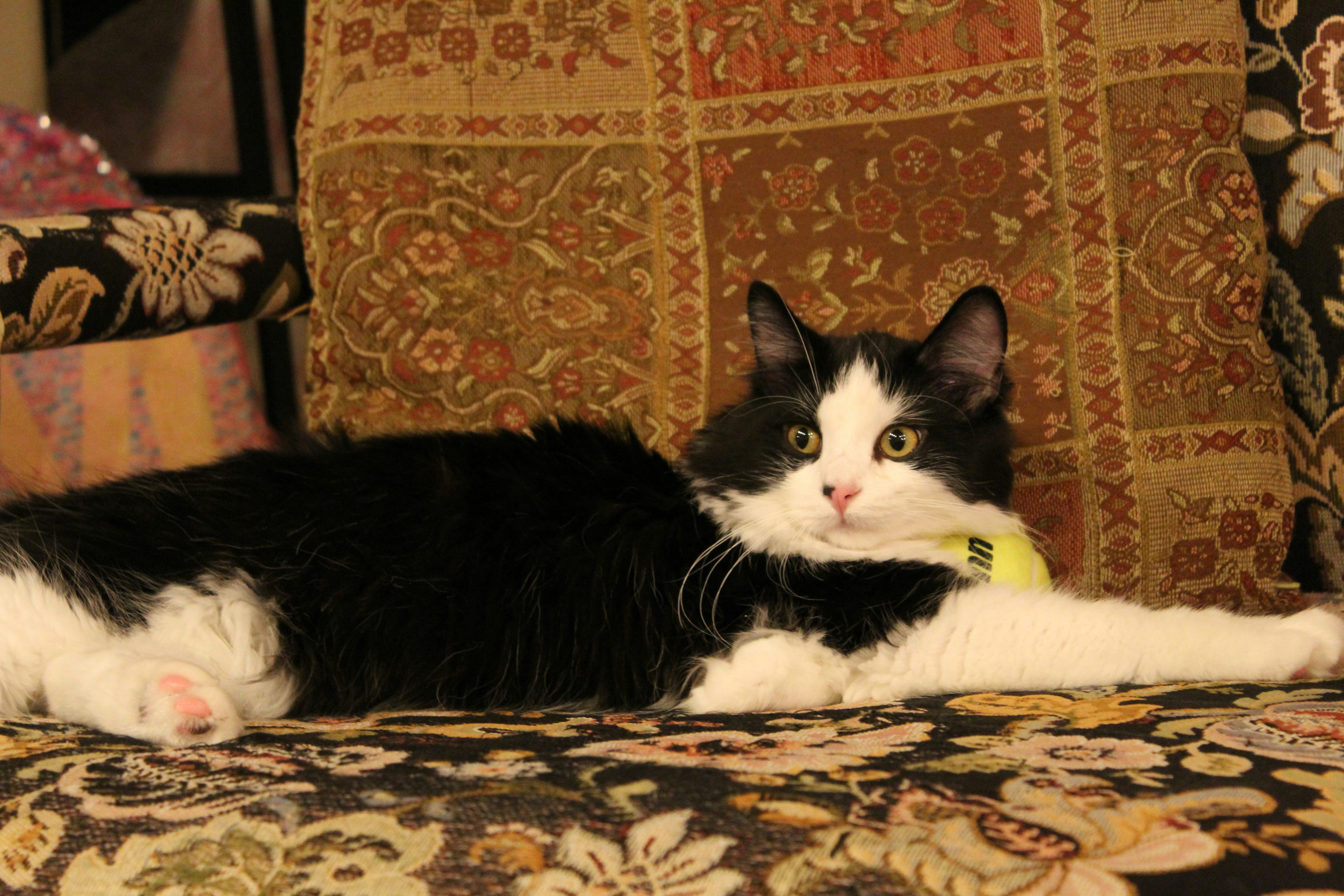tuxedo cat lying on brown and beige floral textile