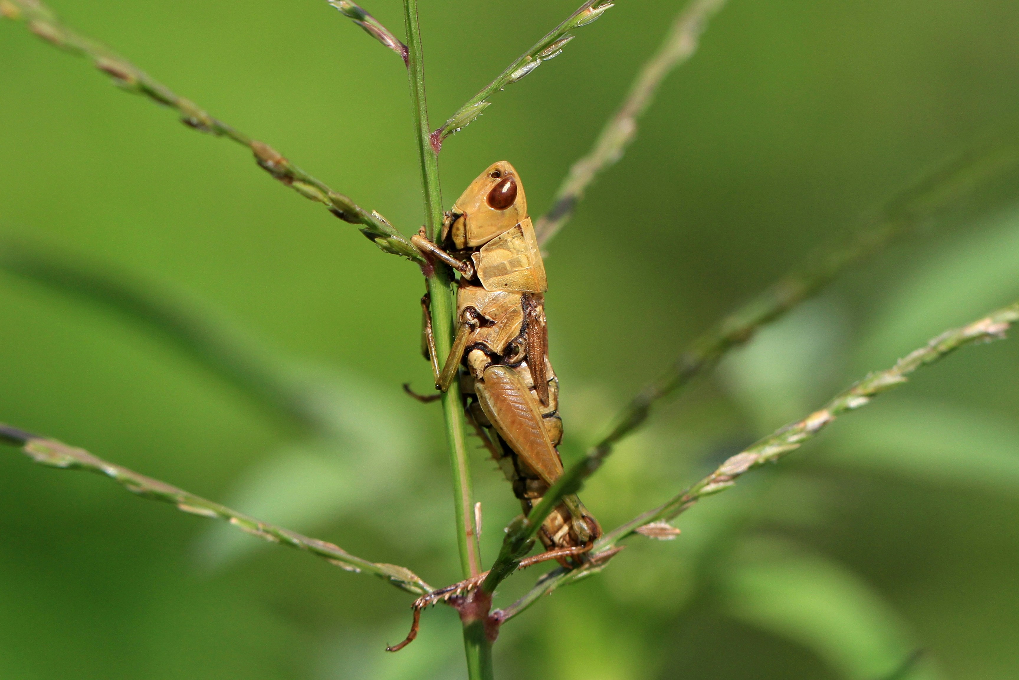 Photo by gyostimages