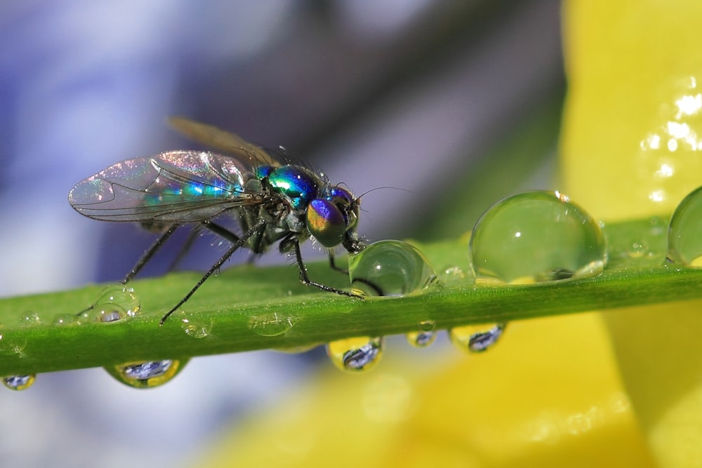 green fly perched on green leaf in close up photography