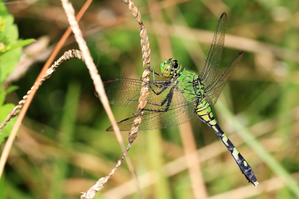 green and black dragonfly on brown stem in close up photography during daytime