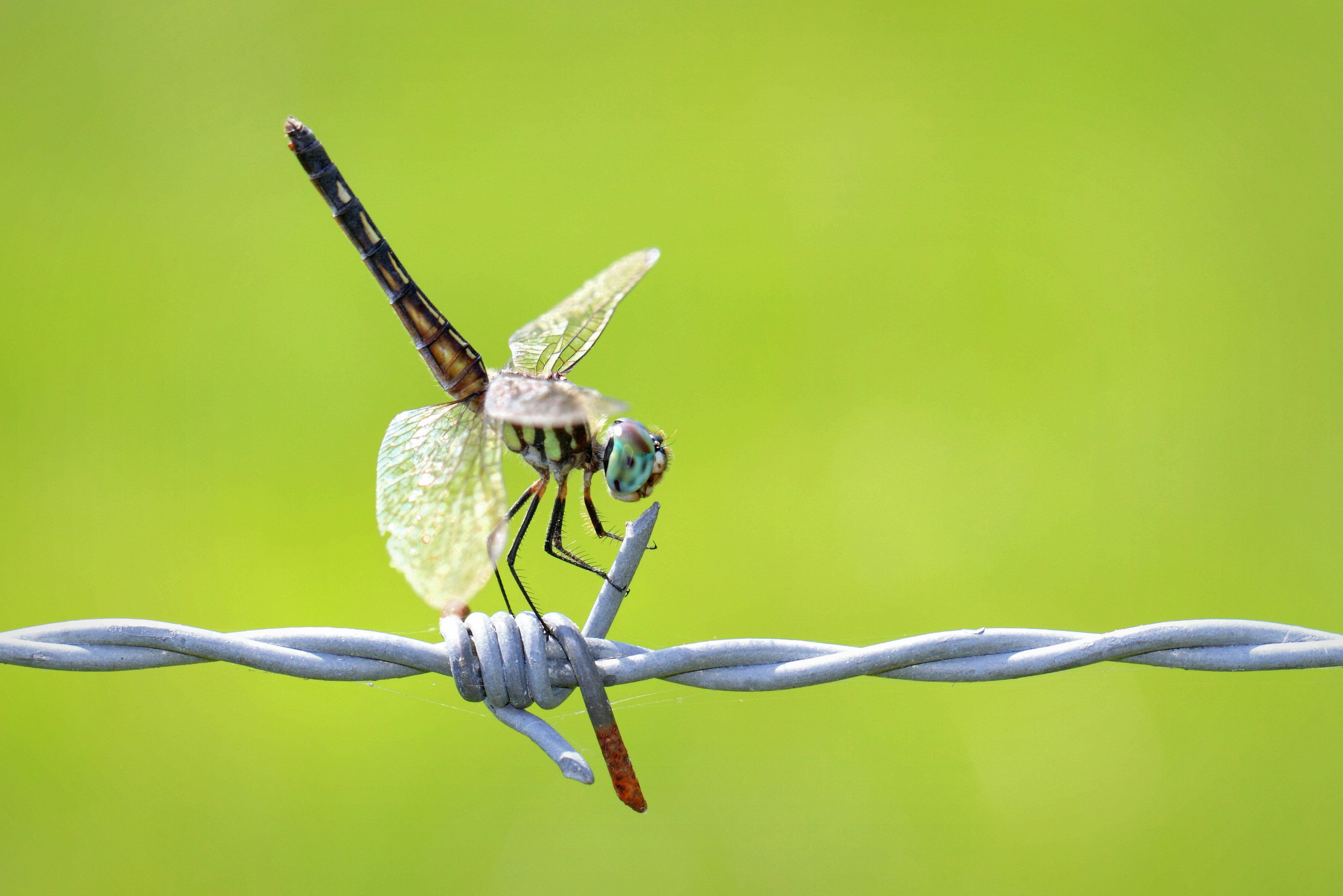 brown and black dragonfly perched on green plant in close up photography during daytime