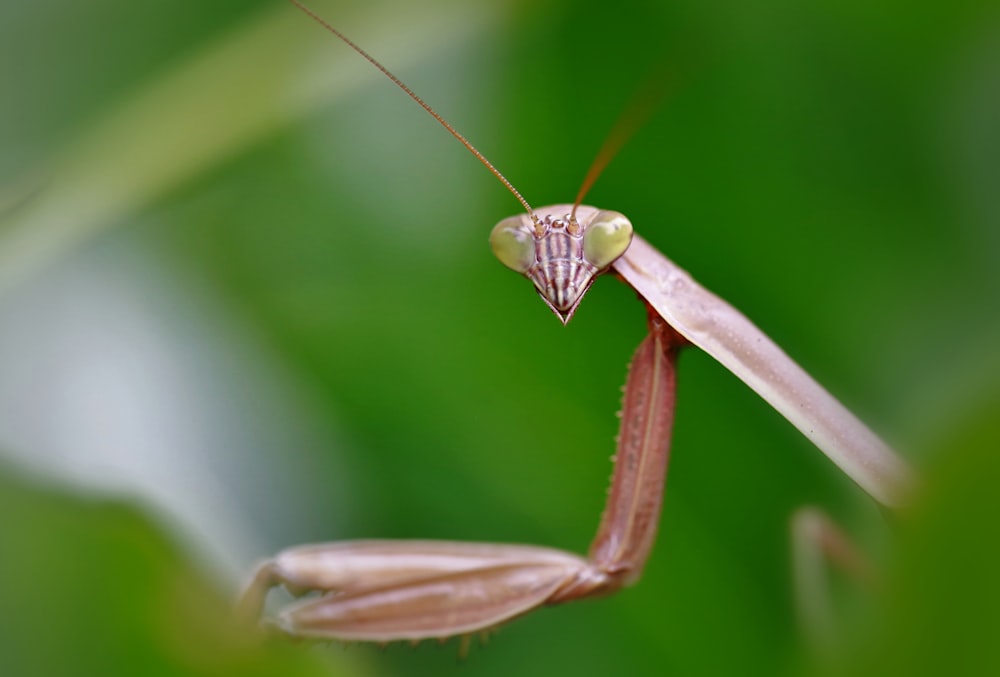 mantide religiosa marrone su foglia verde in primo piano fotografia durante il giorno