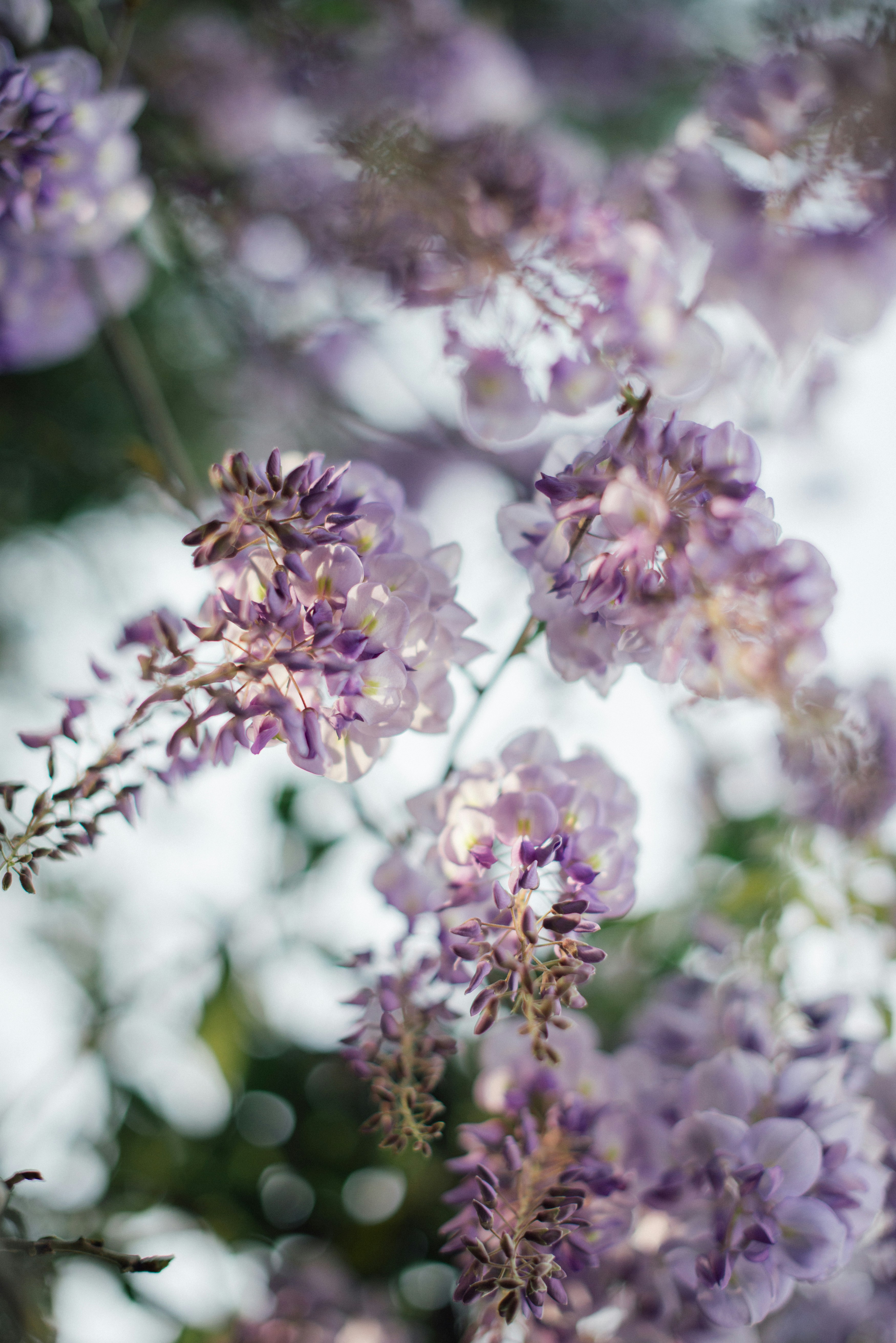 A bunch of purple flowers hanging from a tree photo – Free Grey Image on  Unsplash, image size:3500x5244