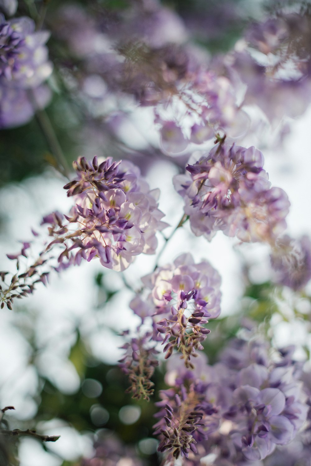 pink and white flower in tilt shift lens