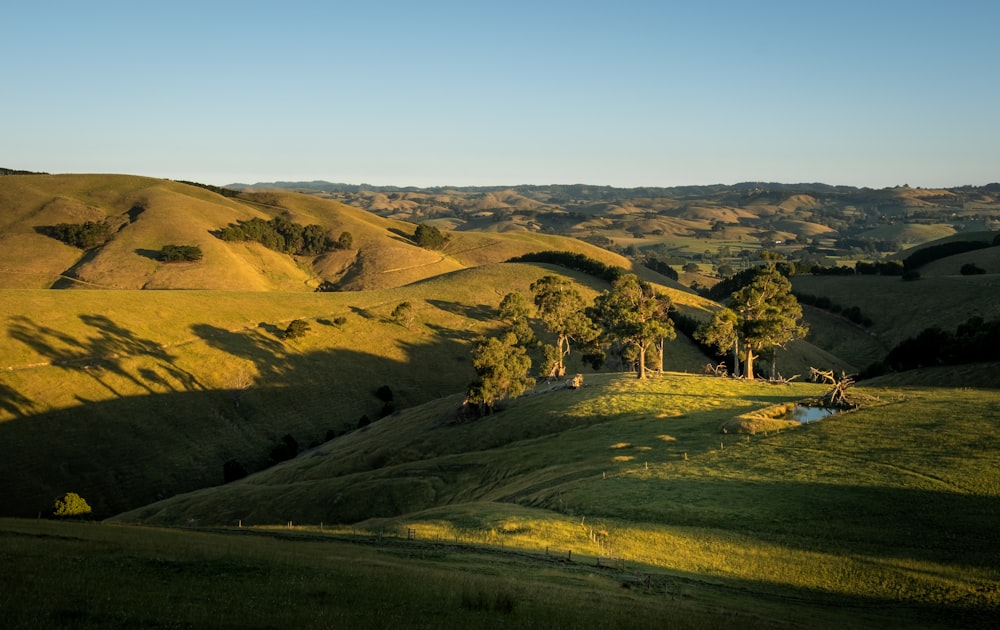 campo di erba verde e alberi sotto il cielo blu durante il giorno