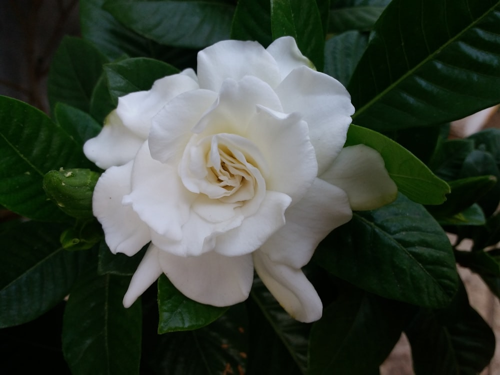 pink rose in bloom during daytime