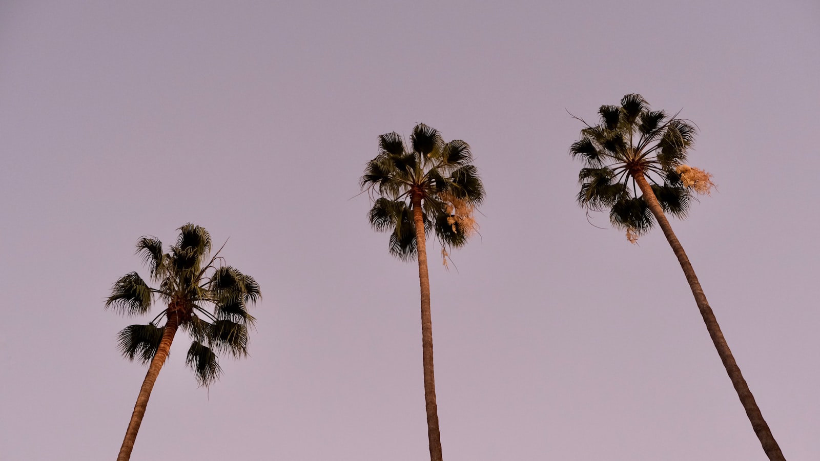1. The Enchanting Presence of Palm Trees: Unraveling Mexico's Rich Tropical Flora