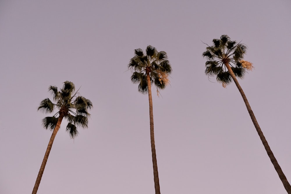 tres palmeras verdes bajo el cielo azul durante el día
