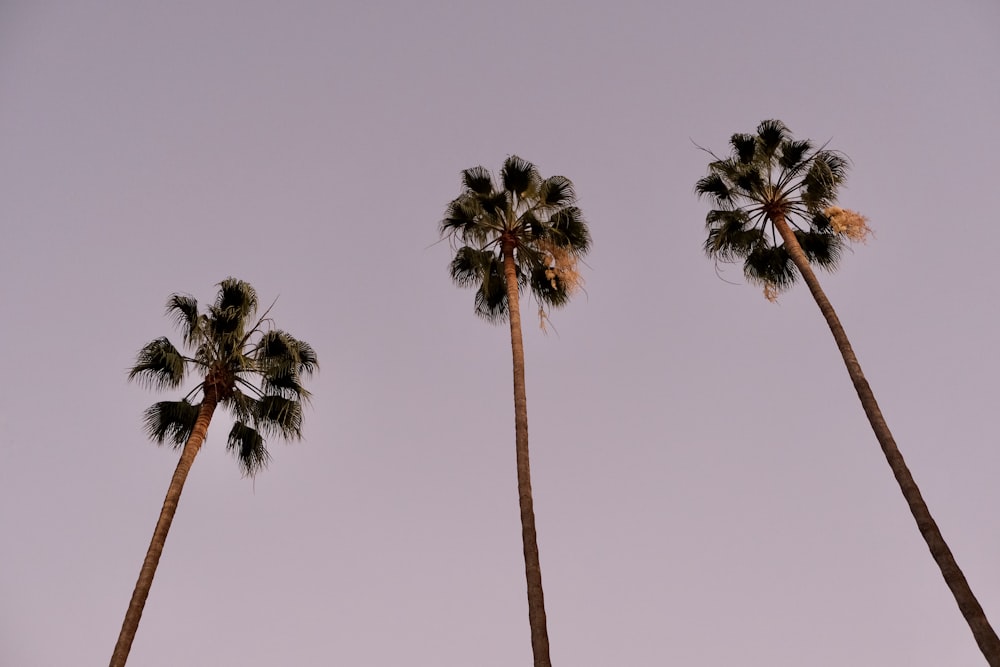 three green palm trees under blue sky during daytime