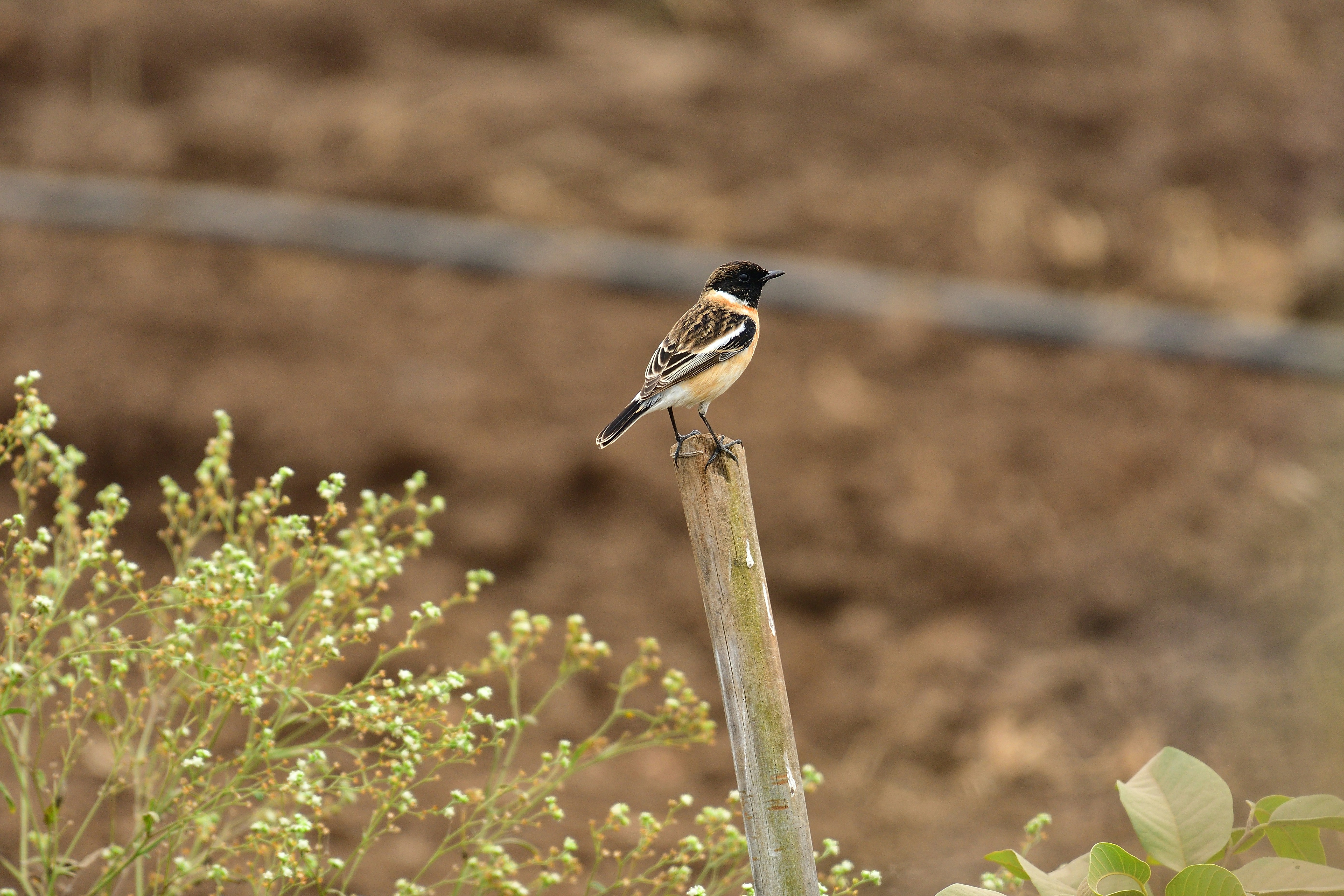 Fast-Paced 7-Day Family Tour of Shirdi, Nashik & Ahmednagar