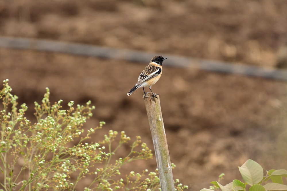 brown and black bird on brown wooden stick during daytime