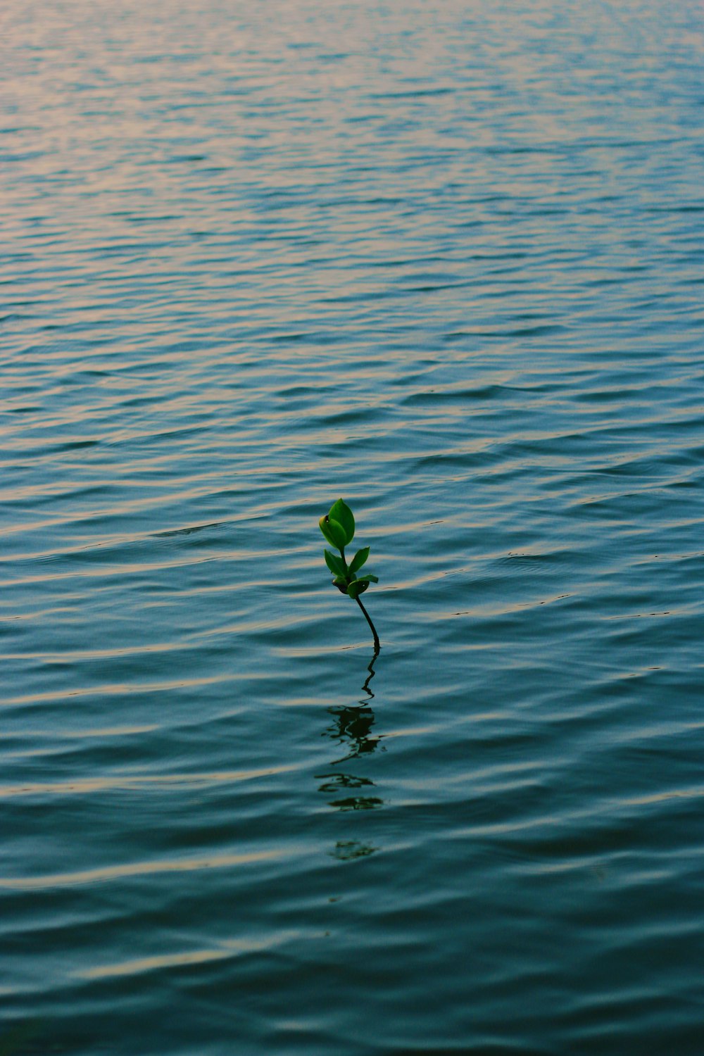 green plant on body of water during daytime