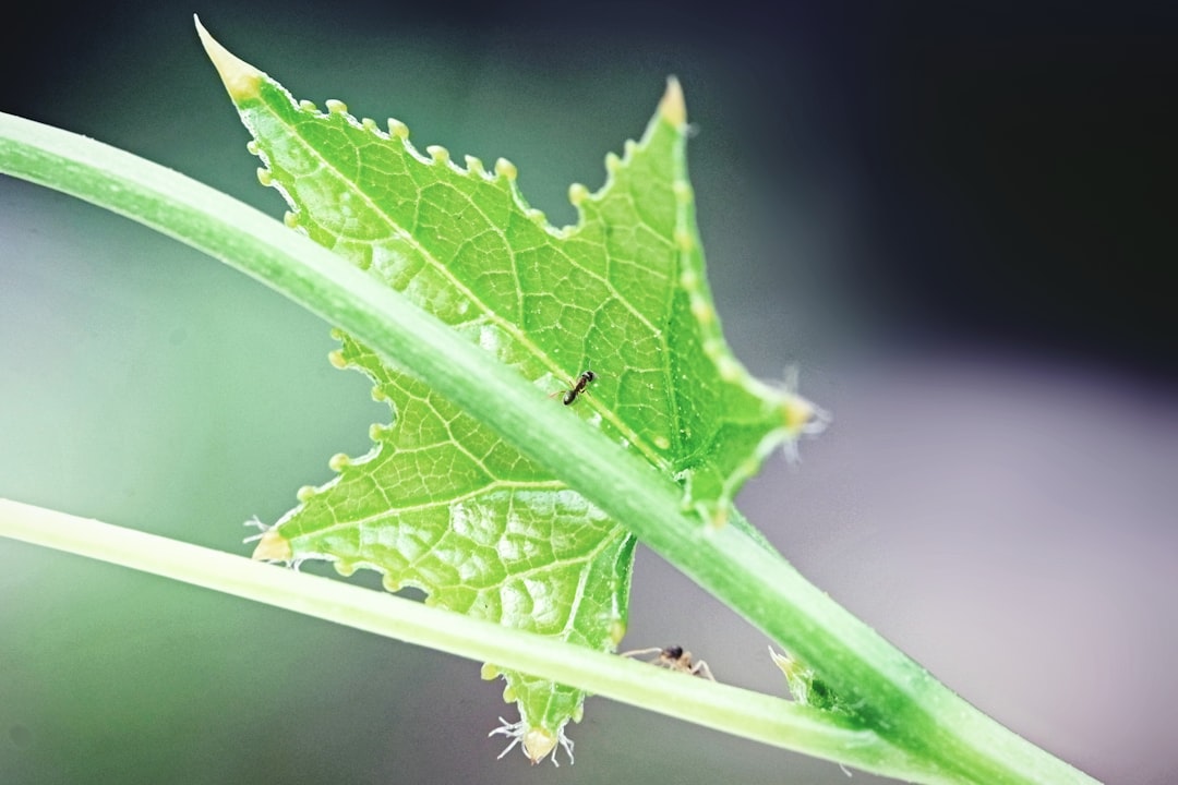 black ant on green leaf