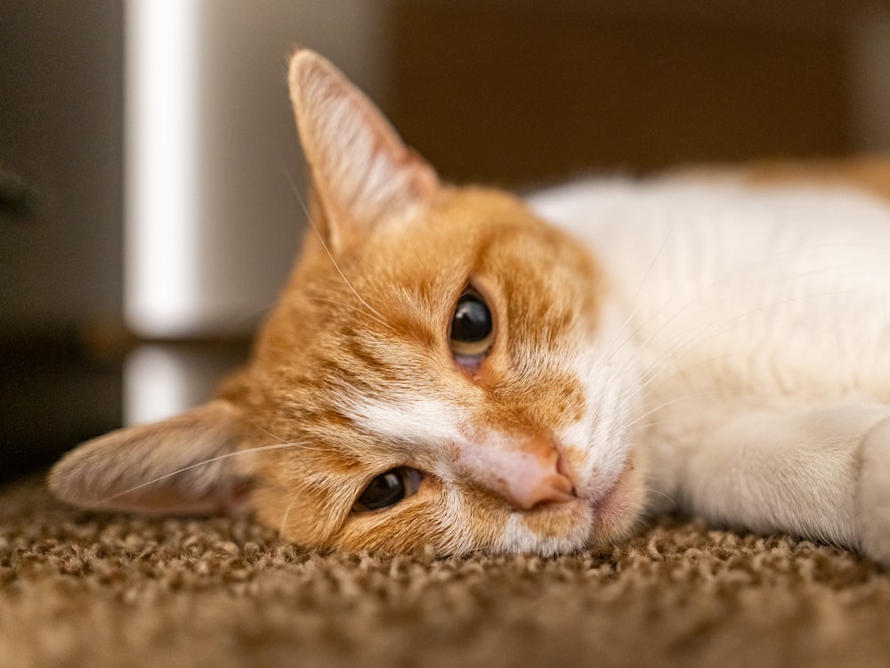 orange and white tabby cat lying on brown textile