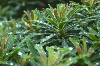 Close-up of lush green leaves with droplets of water, showcasing the freshness of urbanroot plants.