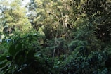 A lush, dense forest landscape featuring a variety of trees and plants with vibrant green foliage. Sunlight filters through the canopy, creating a mix of light and shadow on the forest floor, while the tall trees and bushes suggest a natural and untouched environment.
