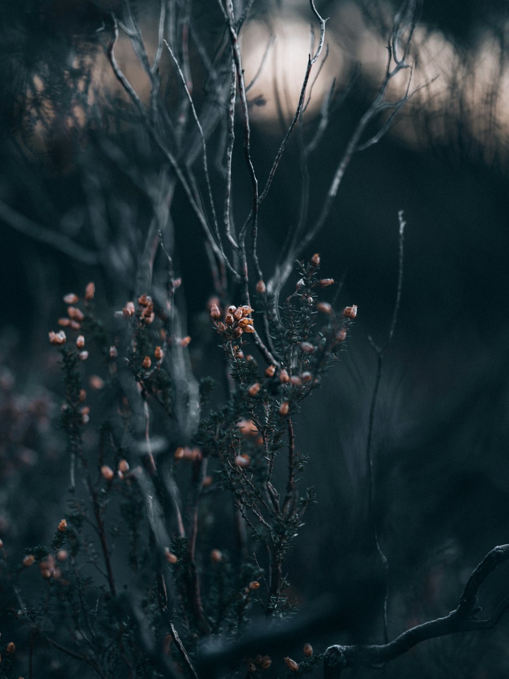 brown plant in tilt shift lens