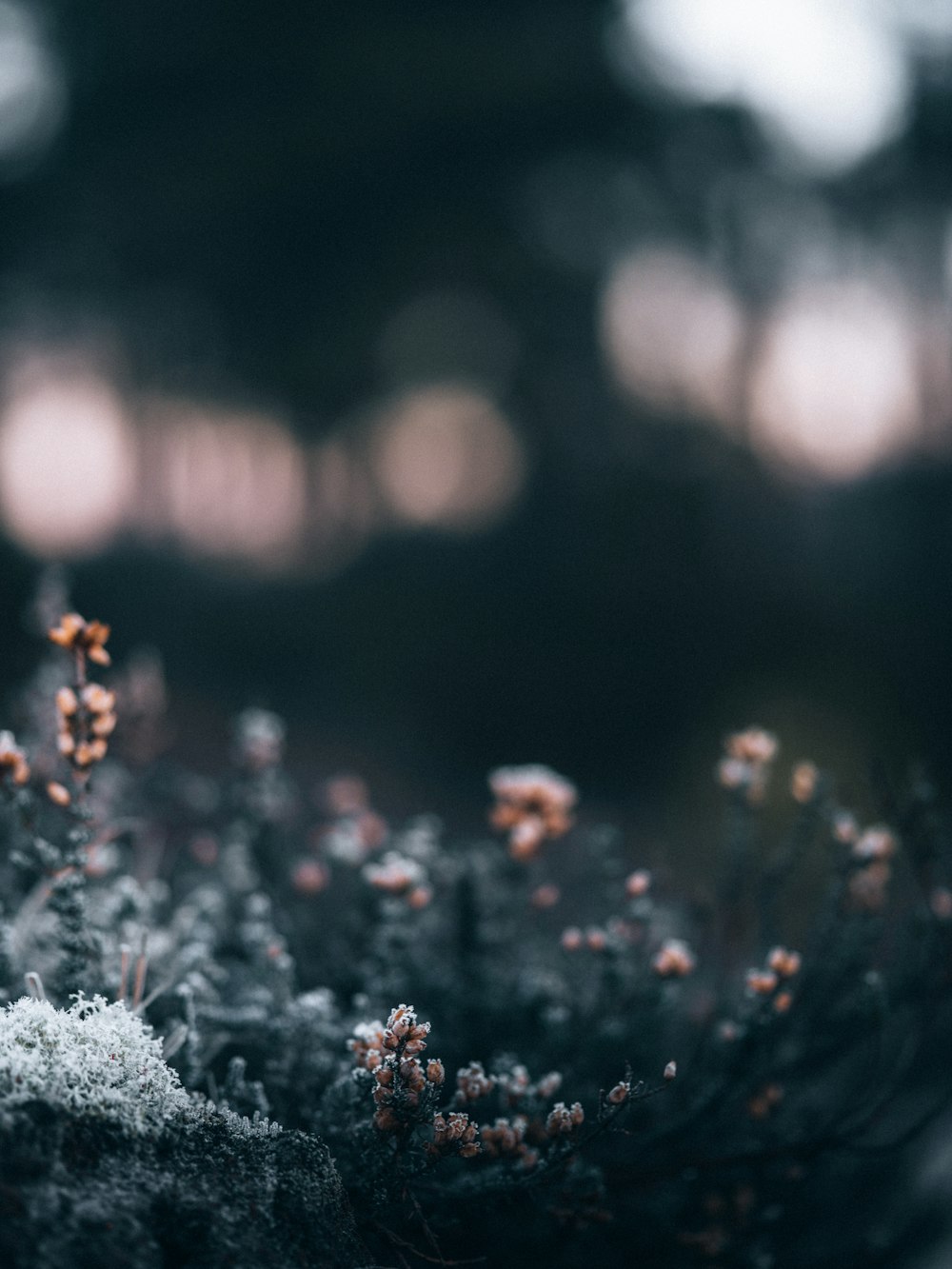 white and red flowers in bokeh photography