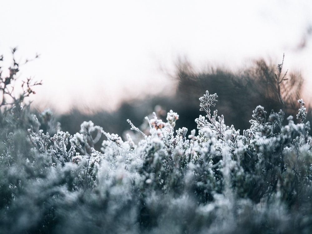 fleurs blanches sur champ d’herbe verte