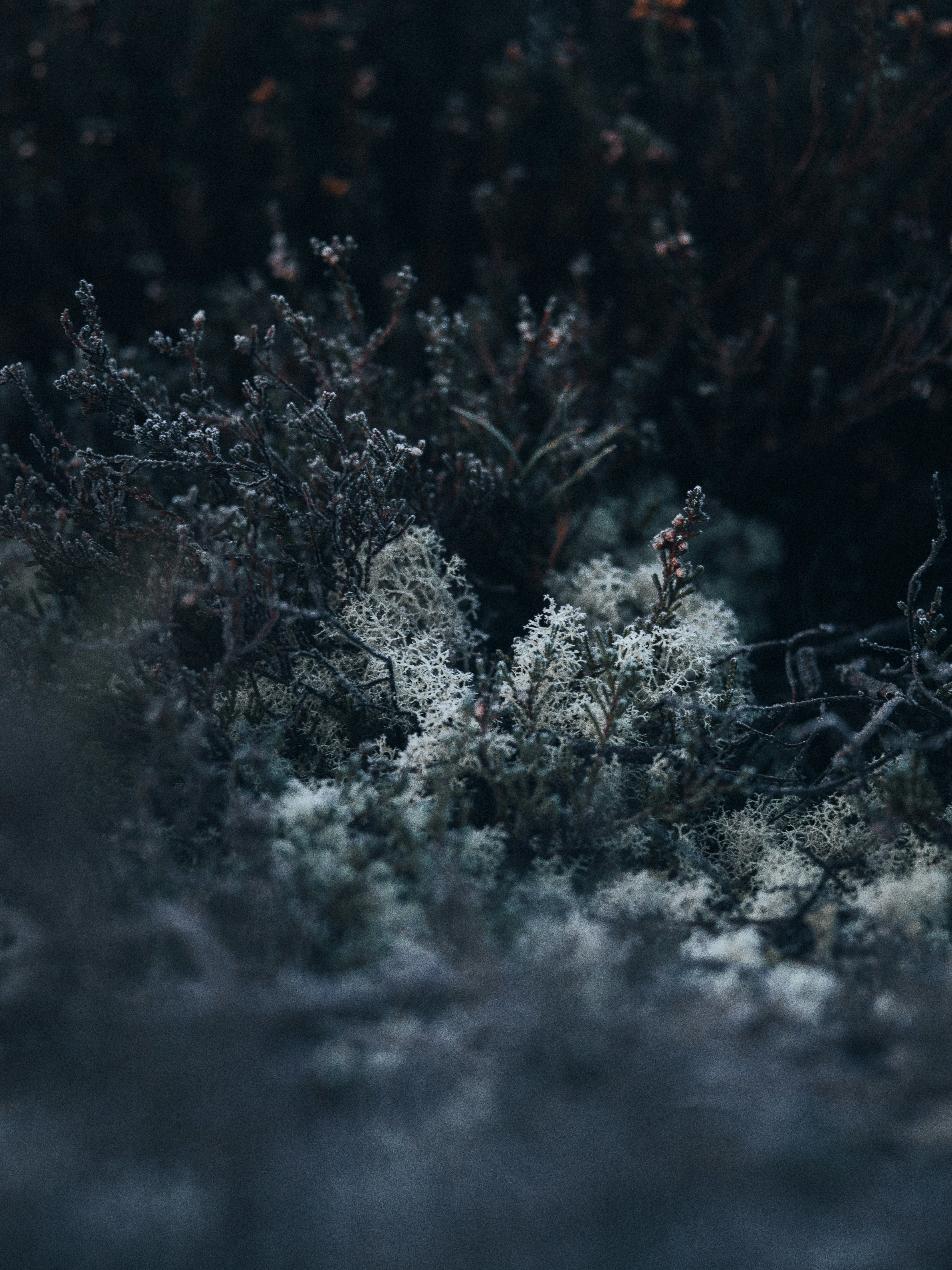 Photo by anniespratt