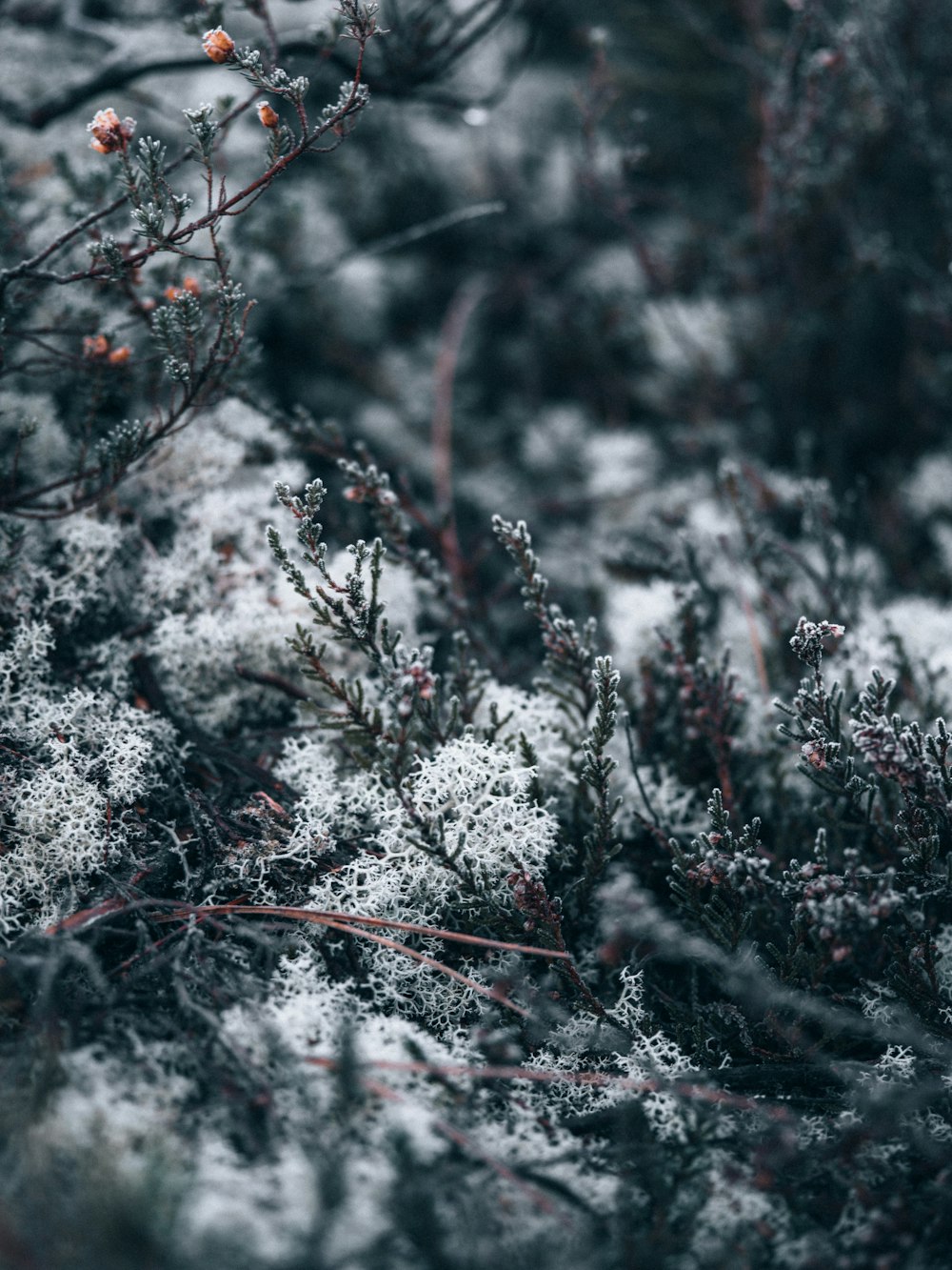 white snow on brown tree branch