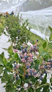 Rows of berry bushes with bird-friendly netting protecting the harvest.