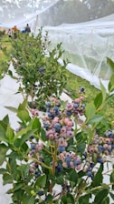 Rows of vibrant berry plants thriving in a sustainable farm setting