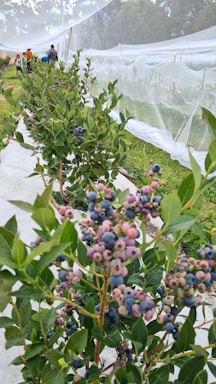A row of blueberry plants bearing clusters of ripe and unripe berries on a farm. The bushes are situated along a concrete path, flanked by protective nets. Several people are seen in the distance, walking or tending to the plants. The environment is lush with greenery and mature trees in the background.