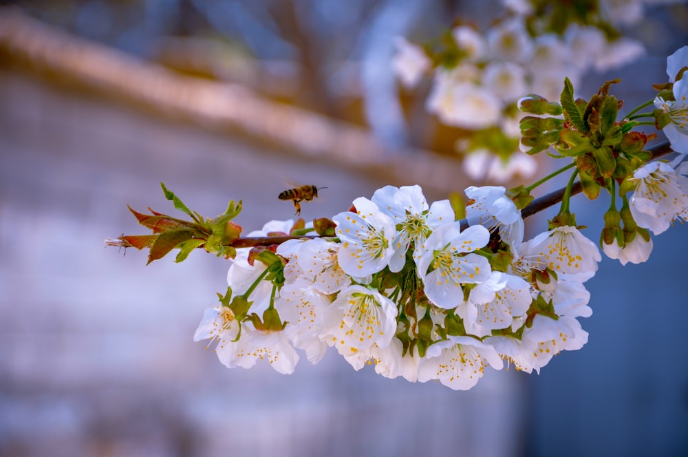 white cherry blossom in close up photography