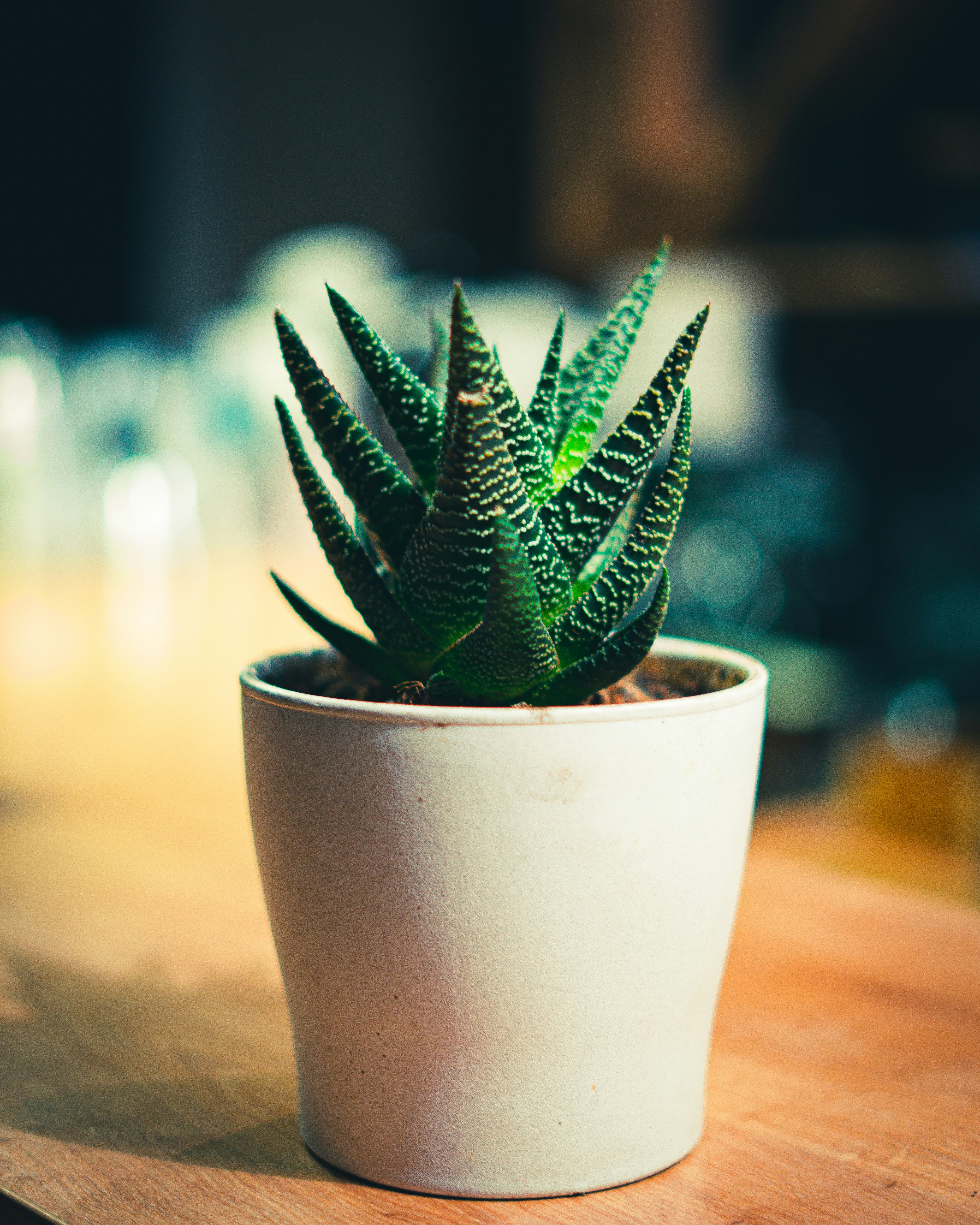 Elegant Ceramic Plant Pot