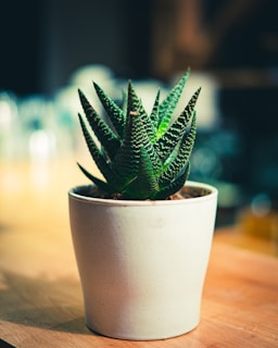 Close-up of a vibrant green succulent in a simple white pot on a wooden table