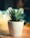 Close-up of a vibrant green succulent in a minimalist white pot on an office desk