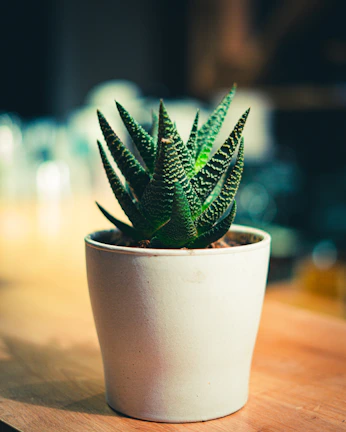 green plant in white pot