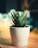 Close-up of a vibrant green succulent in a minimalist white pot on an office desk