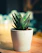 Close-up of a vibrant green succulent in a modern ceramic pot on a wooden table.