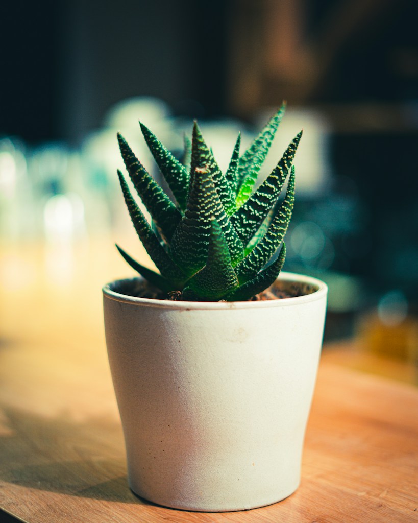 Succulent Planter