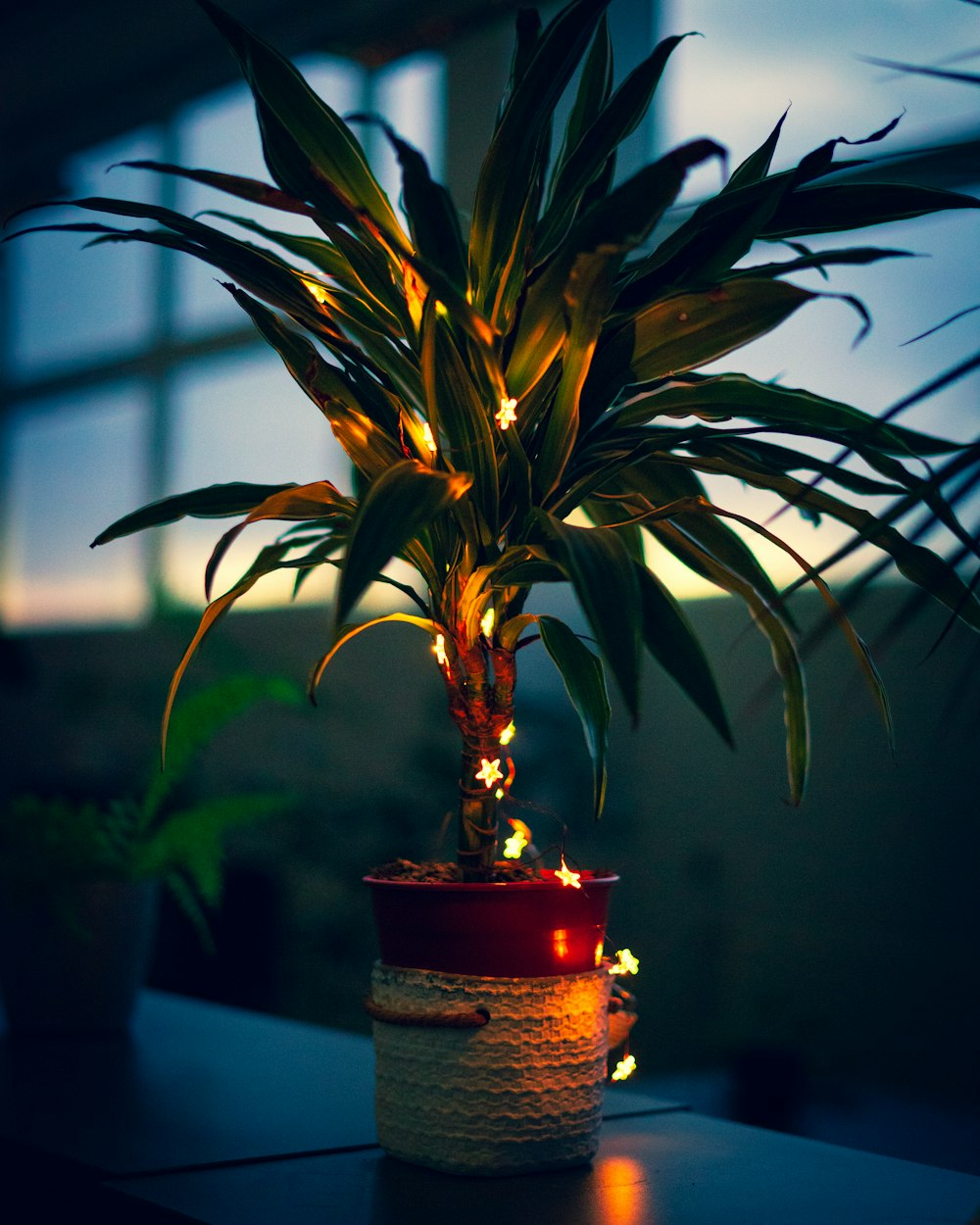 green plant in brown pot