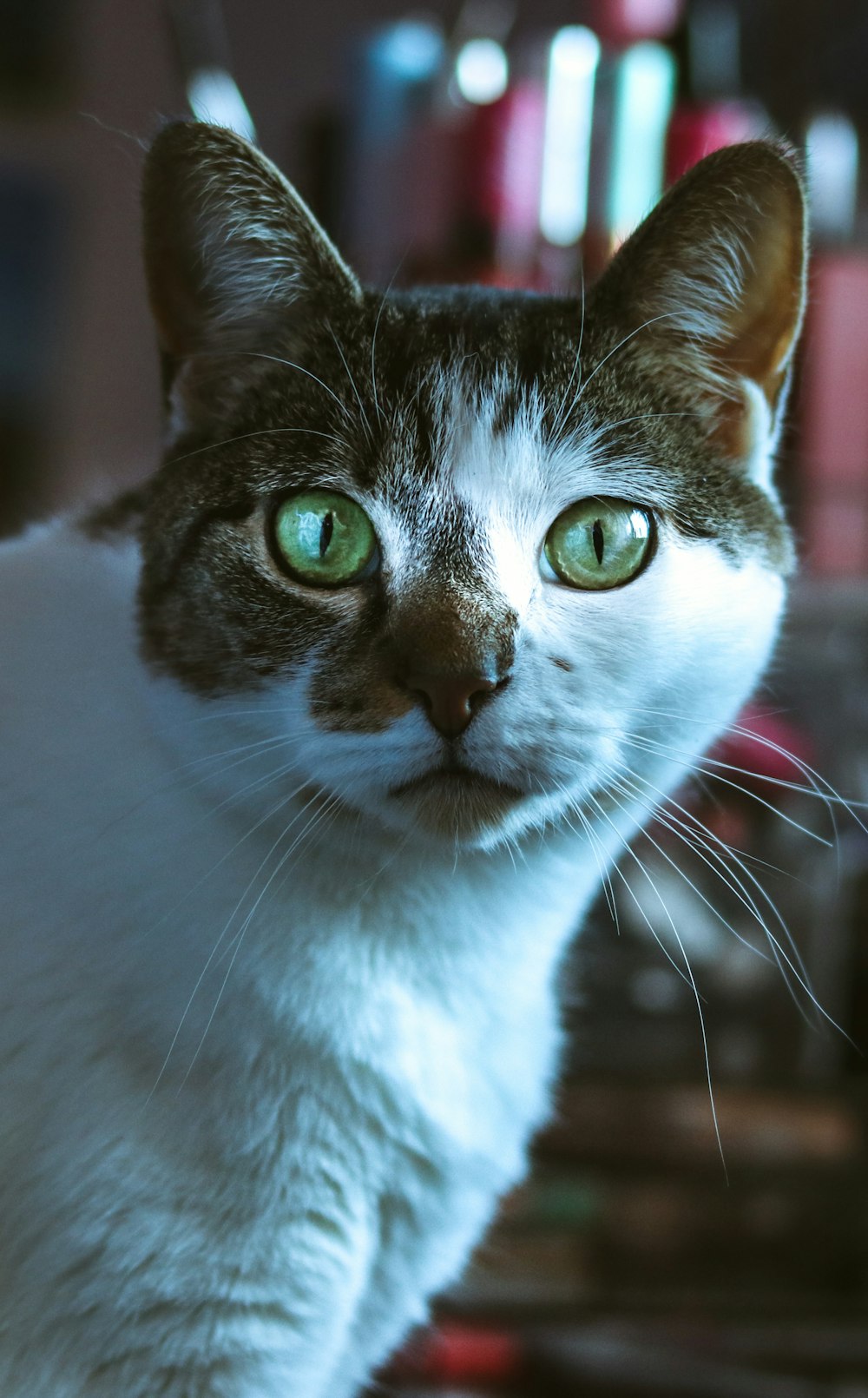 white and black cat in close up photography