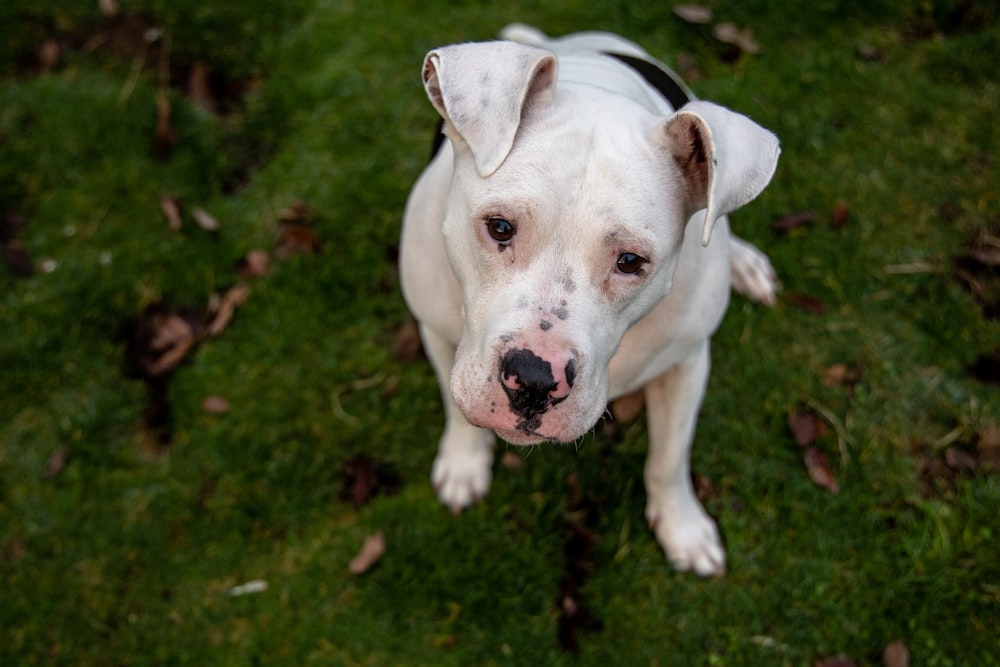 white american pitbull terrier puppy on green grass field