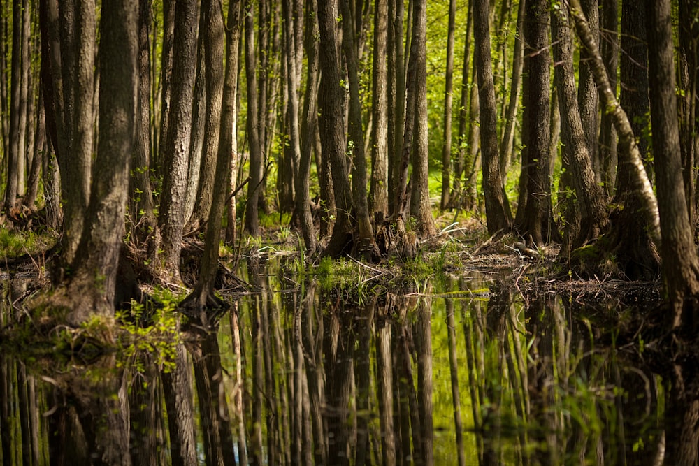 Árboles verdes en el cuerpo de agua durante el día