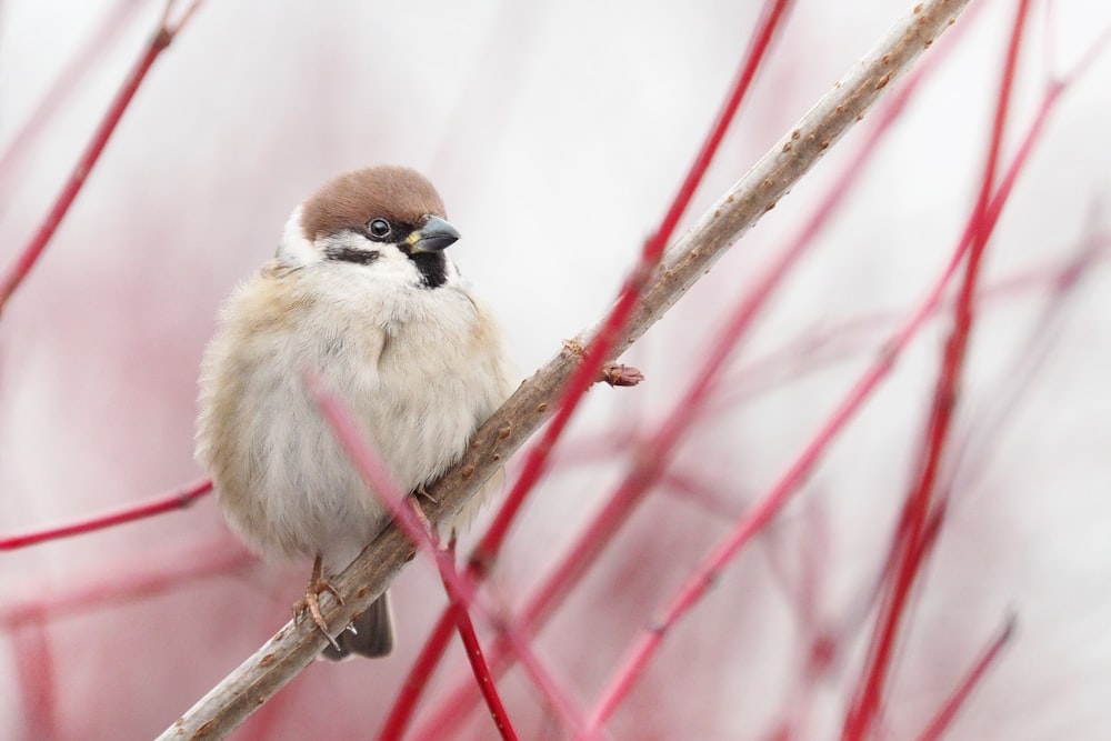 茶色の木の枝に茶色と白の鳥