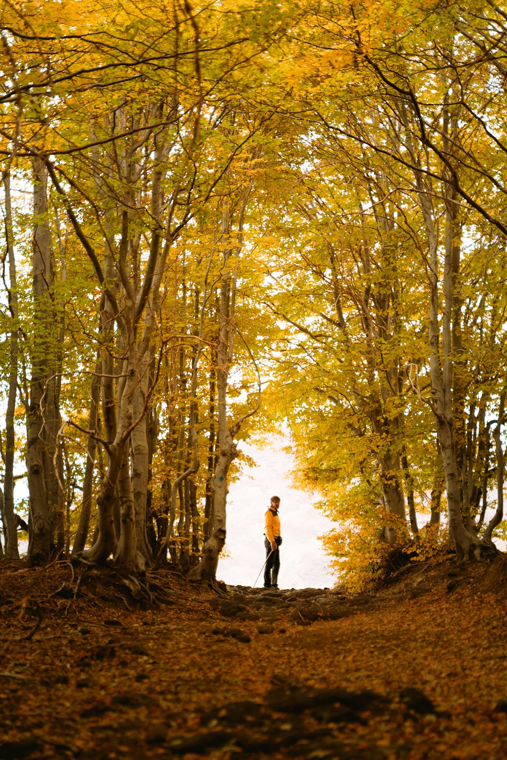 woman in white shirt and black pants standing on brown dirt road between brown trees during